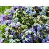 Hortenzie velkolistá 'Lady Mata Hari'® blue  Hydrangea m. 'Lady Mata Hari'® blue