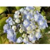 Hortenzie velkolistá Hovaria® 'Homigo'  Hydrangea m. 'Hovaria® Homigo'