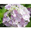 Hortenzie velkolistá Hovaria® 'Homigo'  Hydrangea m. 'Hovaria® Homigo'