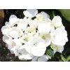 Hortenzie velkolistá Hovaria® 'Holibel'  Hydrangea m. 'Hovaria® Holibel'
