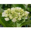Hortenzie velkolistá Hovaria® 'Holibel'  Hydrangea m. 'Hovaria® Holibel'