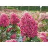 Hortenzie latnatá 'Limelight Prime'  Hydrangea paniculata 'Limelight Prime'