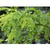 Dřezovec trojtrnný 'Street Keeper'  Gleditsia triacanthos 'Street Keeper'