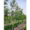 Dřezovec trojtrnný 'Street Keeper'  Gleditsia triacanthos 'Street Keeper'