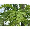 Dřezovec trojtrnný 'Street Keeper'  Gleditsia triacanthos 'Street Keeper'