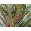 Dračinka jižní 'Magic Star'  Cordyline australis 'Magic Star'