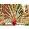Dračinka jižní 'Magic Star'  Cordyline australis 'Magic Star'