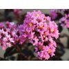 Lagerstroémie 'Lavender Lace'  Lagerstroemia indica 'Lavender Lace'