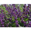 Šalvěj přeslenitá 'Hannay's Blue' - Salvia veticillata 'Hannay's Blue'  Salvia verticillata 'Hannay's Blue'