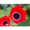 Anemone Harmony Series (2)