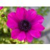 Anemone Harmony Series (3)