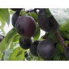 Švestkomeruňka 'Aprisali' - kontejner  Prunus hybride 'Aprisali'