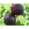 Švestkomeruňka 'Aprisali' - kontejner  Prunus hybride 'Aprisali'