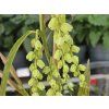 Ocasatec 'Fairytale'  Stachyurus salicifolius 'Fairytale'