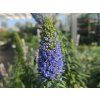 Echium fastiosum (1)