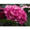 Hortenzie velkolistá Black Steel® 'Red Fox'  Hydrangea macrophylla Black Steel® 'Red Fox'