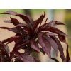 Broskvoň 'Crimson Bonfire' - kontejner  Prunus persica 'Crimson Bonfire'