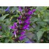 Salvia Lake George (2)