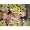 Hortenzie velkolistá Hovaria® 'Sweet Fantasy'  Hydrangea macrophylla Hovaria® 'Sweet Fantasy'