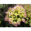 Hortenzie velkolistá Hovaria® 'Sweet Fantasy'  Hydrangea macrophylla Hovaria® 'Sweet Fantasy'