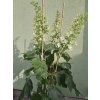 Hortenzie dubolistá Hovaria® 'Quercifolia'  Hydrangea Hovaria® 'Quercifolia'