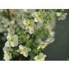 Hortenzie dubolistá Hovaria® 'Quercifolia'  Hydrangea Hovaria® 'Quercifolia'