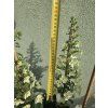 Hortenzie dubolistá Hovaria® 'Quercifolia'  Hydrangea Hovaria® 'Quercifolia'