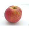 Jabloň 'Red Boskoop' - kontejner  Malus domestica 'Red Boskoop'