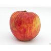 Jabloň 'Red Boskoop' - kontejner  Malus domestica 'Red Boskoop'