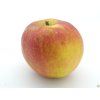 Jabloň 'Red Boskoop' - kontejner  Malus domestica 'Red Boskoop'
