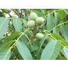 Ořešák královský 'Tulare' - kontejner  Juglans regia 'Tulare'