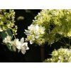 Hydrangea arborescens Hovaria® 'Hayes Starburst' (1)