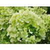 Hydrangea paniculata Littlelight