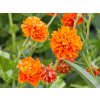 Geum Tempo Orange 'Pumpkin Orange' (1)