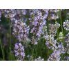 Levandule úzkolistá 'Blusette' - Lavandula angustifolia 'Bluesette'  Lavandula angustifolia 'Blusette'