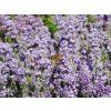 136622 1 lavandula angustifolia melissa 1
