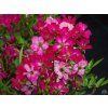 Růže 'Bloomie'  Rosa 'Bloomie'