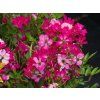 Růže 'Bloomie'  Rosa 'Bloomie'