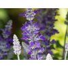 Salvia farineca Velocity (1)
