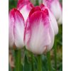 Tulipán 'Supri Erotic'  Tulipa 'Supri Erotic'