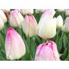 Tulipán 'Supri Erotic'  Tulipa 'Supri Erotic'