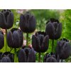 Tulipán 'Paul Scherer'  Tulipa 'Paul Scherer'