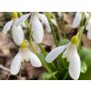Sněženka Woronowova  Galanthus woronowii