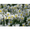 Narcis 'Segovia'  Narcissus 'Segovia'