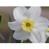 Narcis 'Segovia'  Narcissus 'Segovia'