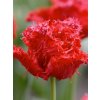 tulip barbados 0