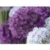 Česnek okrasný velkokvětý - mix  Allium Large Flowering Mix
