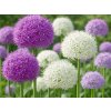 Česnek okrasný velkokvětý - mix  Allium Large Flowering Mix