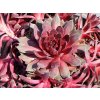 Netřesk 'Pink Pomelo' - Sempervivum 'Pink Pomelo'  Sempervivum 'Pink Pomelo'
