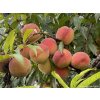 Broskvoň 'Redhaven' - kontejner  Prunus persica 'Redhaven'